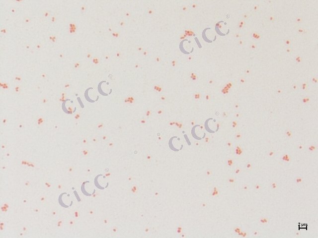 Enterobacter cloacae