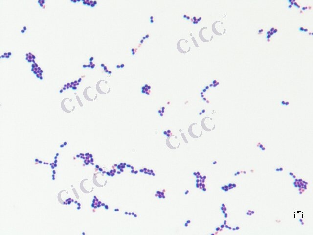 Enterococcus lactis