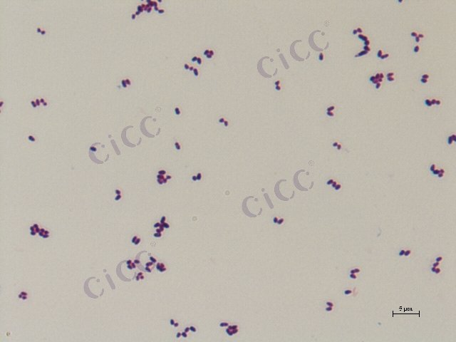 Corynebacterium glutamicum