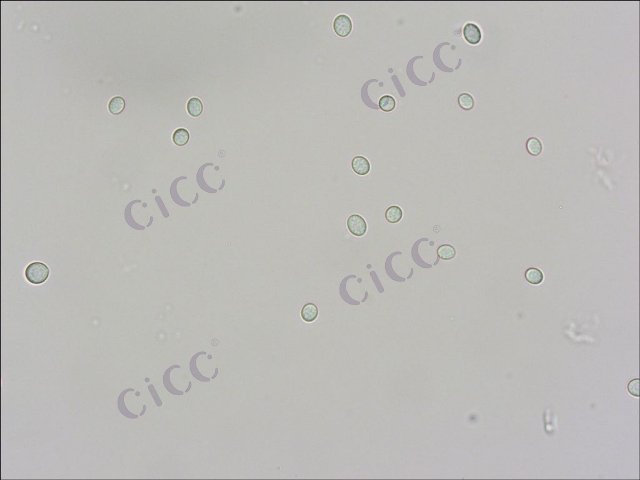 Cryptococcus diffluens