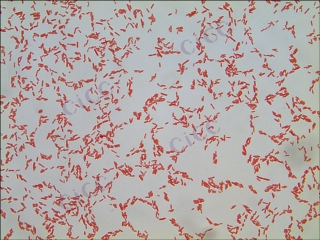 恶臭假单胞菌 Pseudomonas putida CICC 10368 Pseudomonas putida