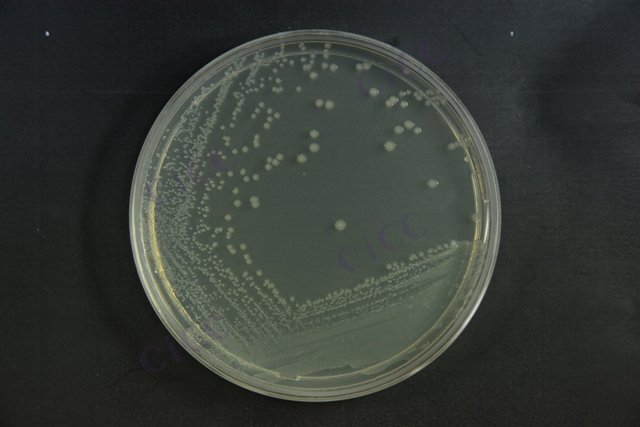 大肠埃希氏菌 Escherichia coli CICC 10785G Escherichia coli
