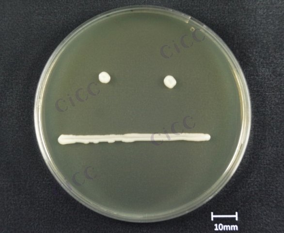 酿酒酵母 Saccharomyces cerevisiae CICC 1002 Saccharomyces cerevisiae