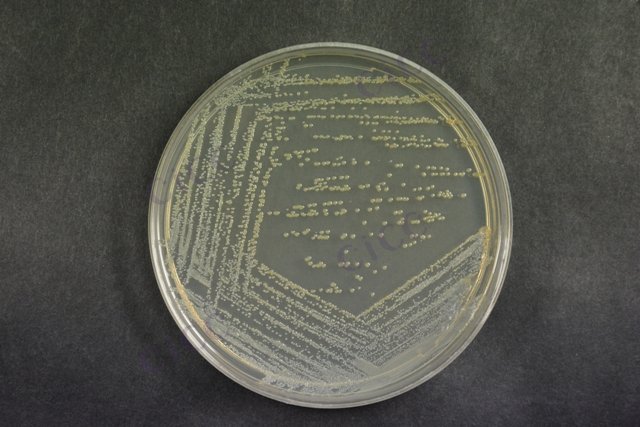 金黄色葡萄球菌 Staphylococcus aureus CICC 10384 Staphylococcus aureus