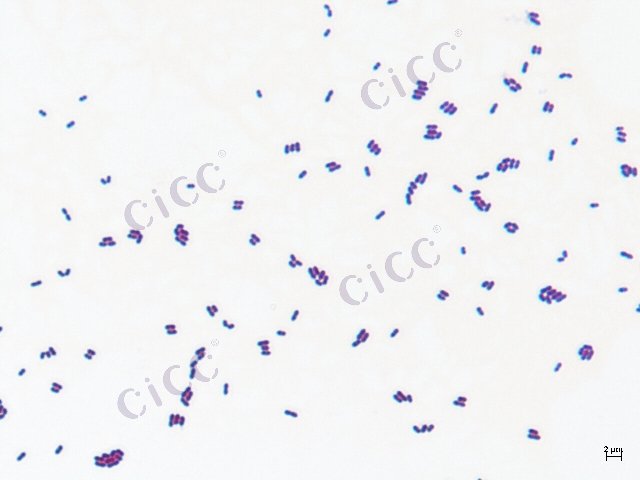 Enterococcus faecalis