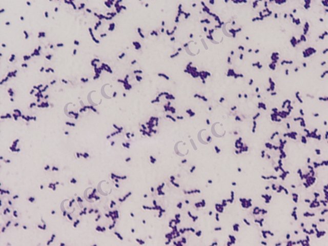 Enterococcus gallinarum