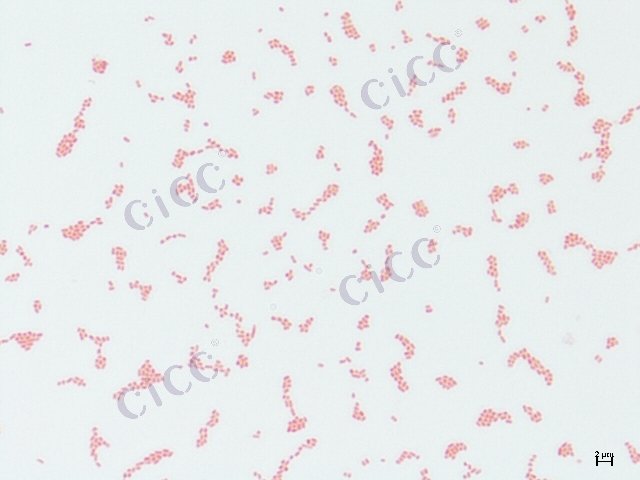 Enterobacter cloacae