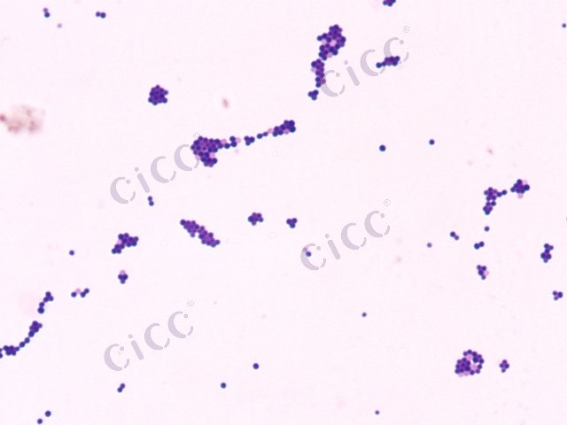 Staphylococcus saprophyticus