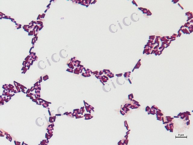 枯草芽胞杆菌枯草亚种 Bacillus subtilis subsp subtilis CICC 10068 Bacillus subtilis subsp subtilis