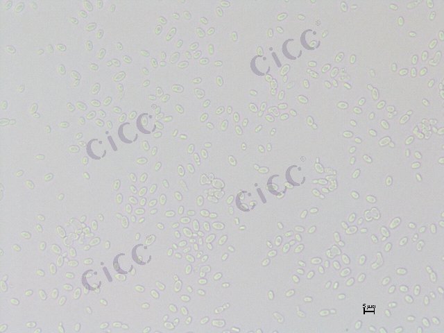 Tetrapisispora nanseiensis