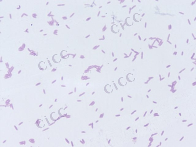 Brevibacillus limnophilus