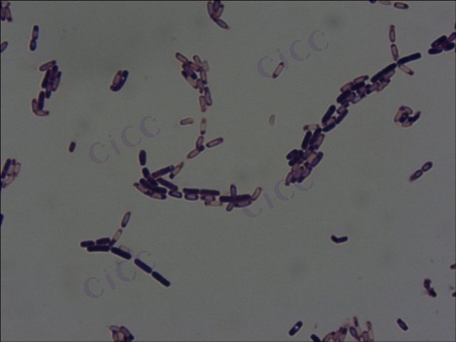 苏云金芽胞杆菌 Bacillus thuringiensis CICC 10322 Bacillus thuringiensis