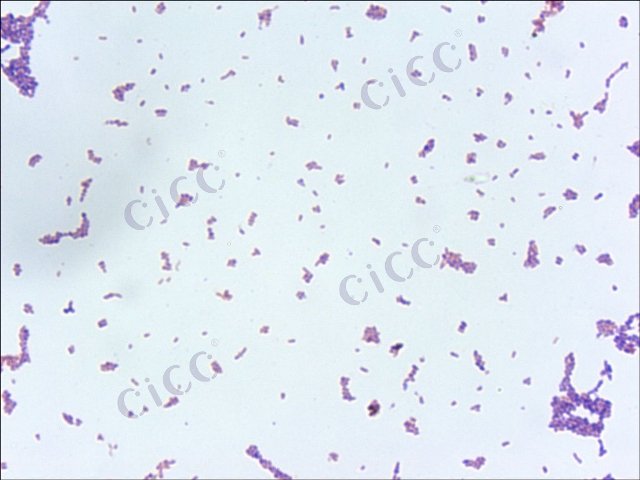 噬尼古丁节杆菌 Arthrobacter nicotinovorans CICC 10199 Arthrobacter nicotinovorans