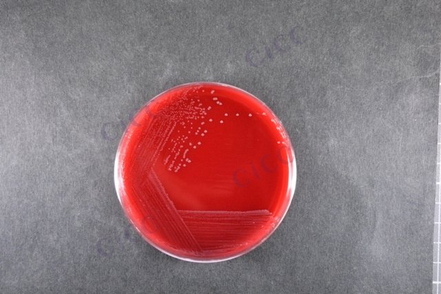 Campylobacter coli