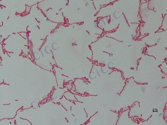 海角副球菌 Paracoccus homiensis CICC 10429 Paracoccus homiensis