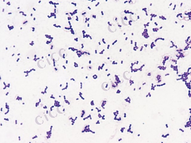 无乳链球菌 Streptococcus agalactiae CICC 10465 Streptococcus agalactiae