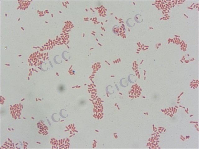类球形蜡色杆菌 Cereibacter sphaeroides CICC 10287 Cereibacter sphaeroides