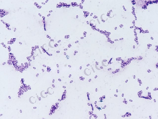Bacillus subtilis subsp subtilis