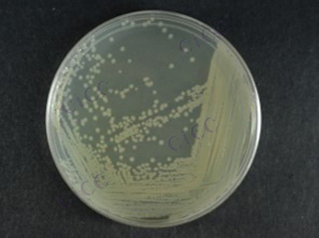 Lysinibacillus xylanilyticus