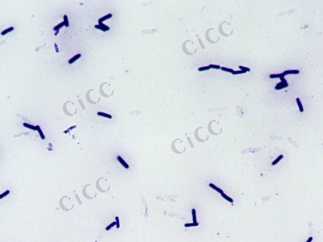 Paenibacillus mucilaginosus