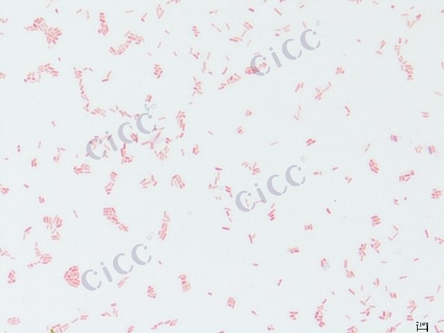 Escherichia coli