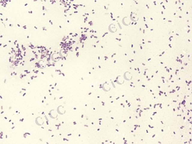 粘质沙雷氏菌 Serratia marcescens CICC 10355 Serratia marcescens