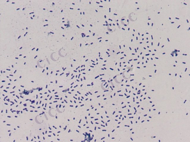 Chryseobacterium takakiae sp nov.