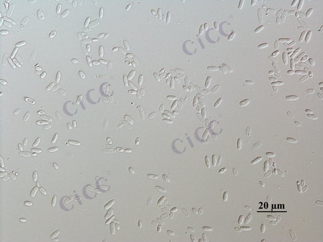 Issatchenkia orientalis