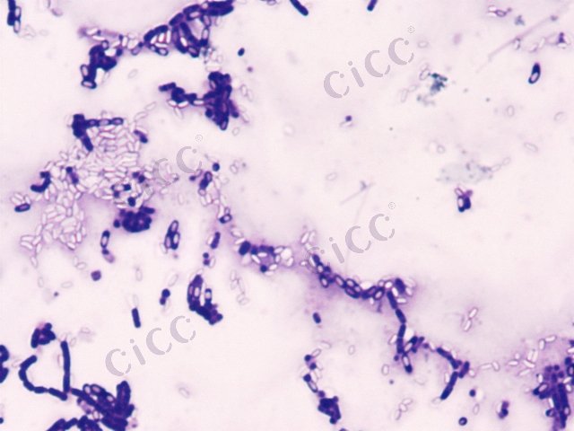 弯曲芽胞杆菌 Bacillus flexus CICC 10070 Bacillus flexus