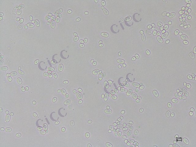 Issatchenkia orientalis