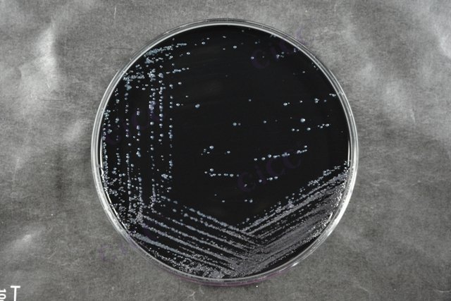 嗜肺军团菌嗜肺亚种 Legionella pneumophila subsp pneumophila CICC 24883 Legionella pneumophila subsp pneumophila