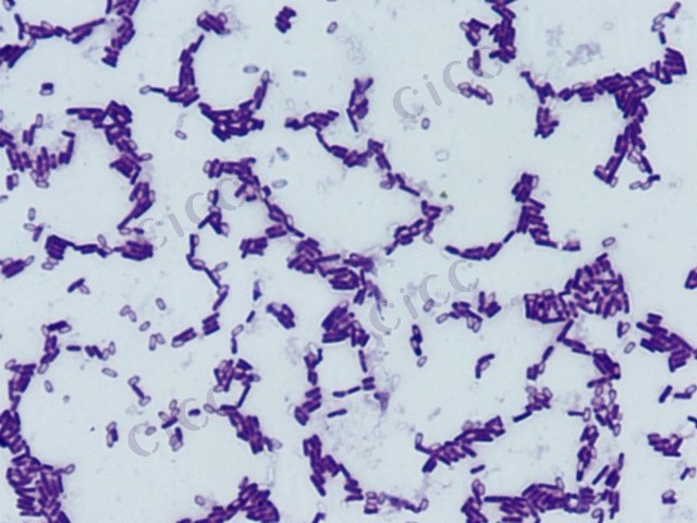 萎缩芽胞杆菌 Bacillus atrophaeus CICC 10439 Bacillus atrophaeus