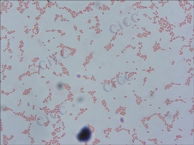 Burkholderia cepacia