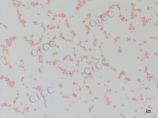 大肠埃希氏菌 Escherichia coli CICC 10244 Escherichia coli