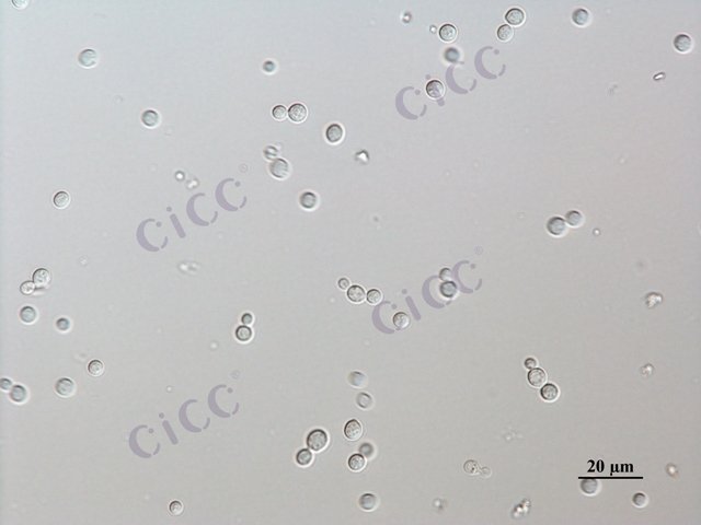 Cryptococcus diffluens