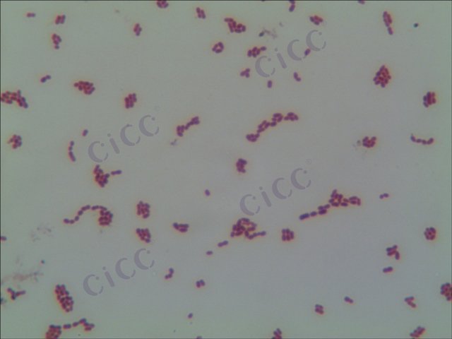 Leuconostoc mesenteroides subsp dextranicum