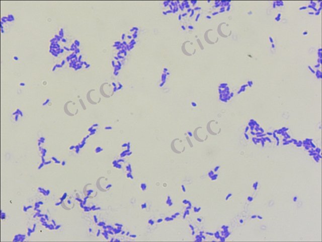 根瘤菌属 Rhizobium sp CICC 10579 Rhizobium sp