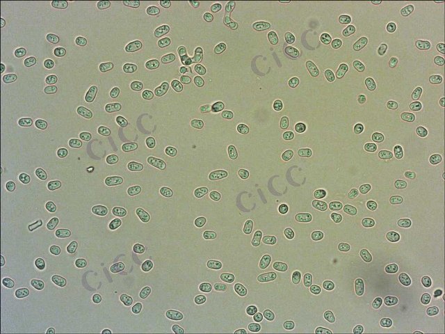 Schizosaccharomyces pombe