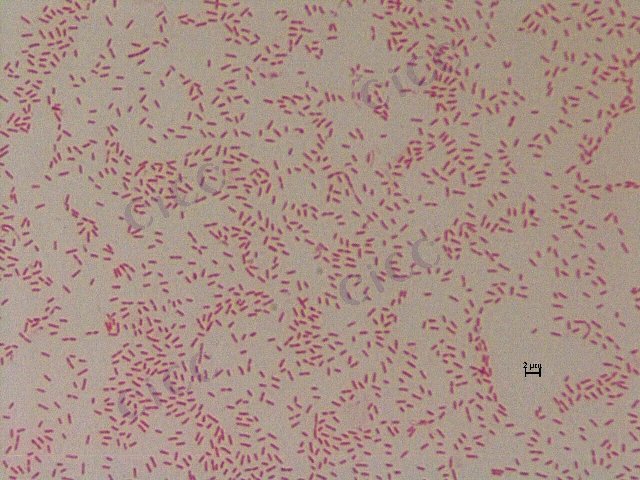 海藤黄色单胞菌 Luteimonas marina CICC 10549 Luteimonas marina