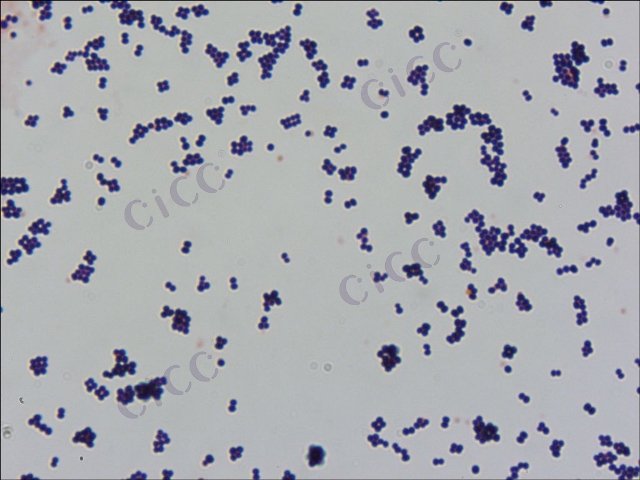 Staphylococcus capitis subsp capitis