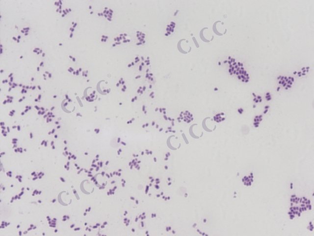 肠杆菌属 Enterobacter sp CICC 10626 Enterobacter sp