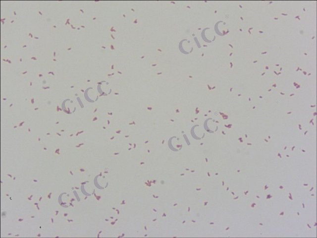 Leucobacter sp