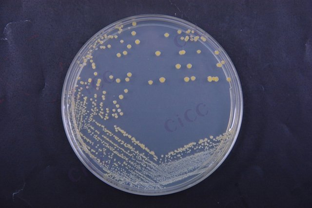 金黄色葡萄球菌 Staphylococcus aureus CICC 10306 Staphylococcus aureus