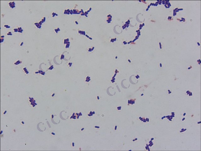 Lactiplantibacillus plantarum