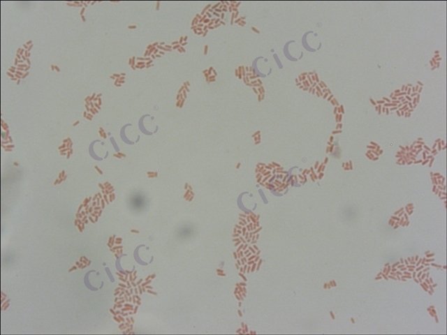 污泥根瘤菌 Rhizobium borbori CICC 10378 Rhizobium borbori