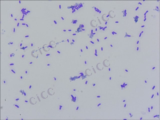 Klebsiella pneumoniae subsp ozaenae
