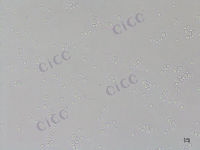 Komagataella phaffii