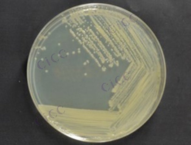Lysinibacillus macroides
