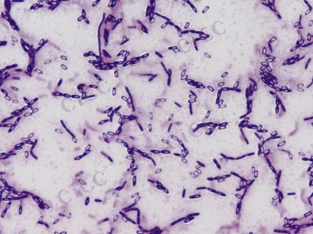 Brevibacillus agri