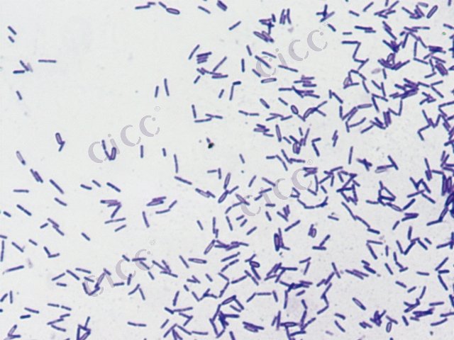 Paenibacillus sp